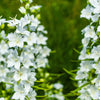 500 White PEACH LEAVED BELLFLOWER Campanula Persicifolia Flower Seeds