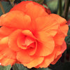10 ORANGE DOUBLE BEGONIA Tuberosa Tuberous Begonia Shade Flower Seeds