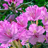 50 MIXED HYBRIDS RHODODENDRON spp. Mixed Colors - Red, Pink, Purple, White, Yellow, Orange Flower Sun or Shade Bush Shrub Seeds