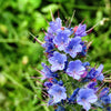 Blue Vipers Bugloss Seeds – Echium Vulgare Blue Flower – photo 2
