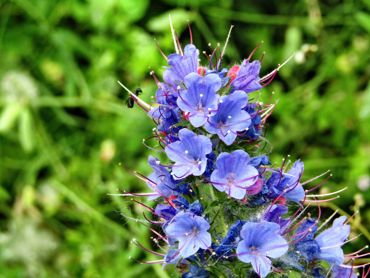 Blue Vipers Bugloss Seeds – Echium Vulgare Blue Flower – photo 2