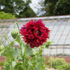 Red Oase Peony Poppy Seeds – Papaver Peoniflorum Double Flower – photo 9