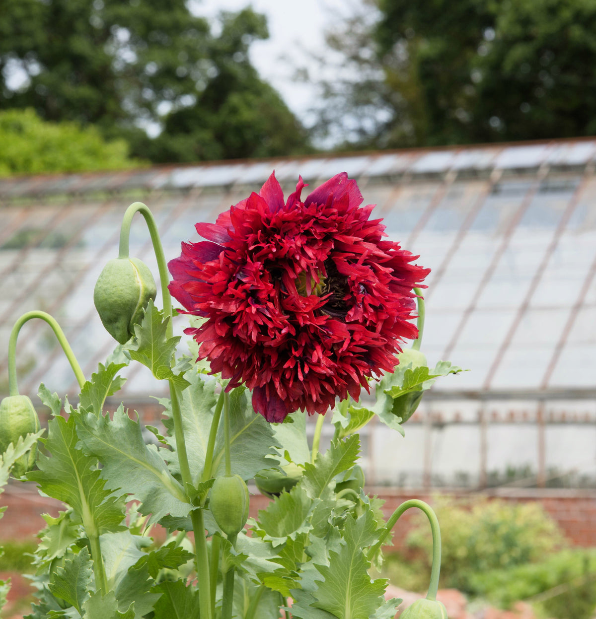 Red Oase Peony Poppy Seeds – Papaver Peoniflorum Double Flower – photo 9