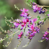 100 SLENDER BUSH CLOVER Lespedeza Virginica Bushclover Native Shrub Pink Purple Flower Legume Seeds