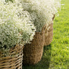 1000 White BABY'S BREATH 'Covent Garden' Gypsophila Elegans Flower Seeds