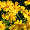1000 YELLOW SAND COREOPSIS Lanceolata Lanceleaf Tickseed Flower Seeds