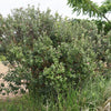 10 PINEAPPLE GUAVA Fruit Acca Guavasteen Brazilian or Fig Guava Feijoa Sellowiana Pink Red Flower Tree Shrub Seeds