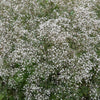 1000 White BABY'S BREATH 'Covent Garden' Gypsophila Elegans Flower Seeds