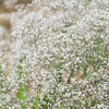 1000 White BABY'S BREATH 'Covent Garden' Gypsophila Elegans Flower Seeds