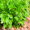 1000 GIANT ITALIAN Flat Leaf PARSLEY Petroselinum Crispum Neapolitanum Herb Vegetable Flower Seeds