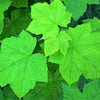 50 THIMBLEBERRY Rubus Parviflorus Edible Red Berry Fruit Native White Flower Sun or Shade Shrub Seeds