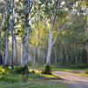 25 RED FOREST GUM Tree Eucalyptus Tereticornis Blue Grey Mountain Flower Seeds