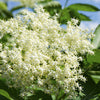 500 BULK American ELDERBERRY Fruit Bush Shrub Tree Sambucus Nigra Canadensis Seeds