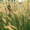 150 SWEET VERNAL GRASS Sweet Grass Vanilla Grass Anthoxanthum Odoratum Fragrant Vernalgrass Ornamental Craft Seeds