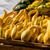 50 YELLOW CROOKNECK SQUASH Summer Cucurbita Pepo Crooked Neck Vegetable Seeds