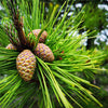 10 RED Japanese PINE TREE Korean Pinus Densiflora Evergreen Seeds