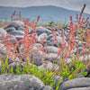 Sheep Sorrel Seeds – Rumex Acetosella Red Field Sorrel Sour Weed Herb Flower – photo 7