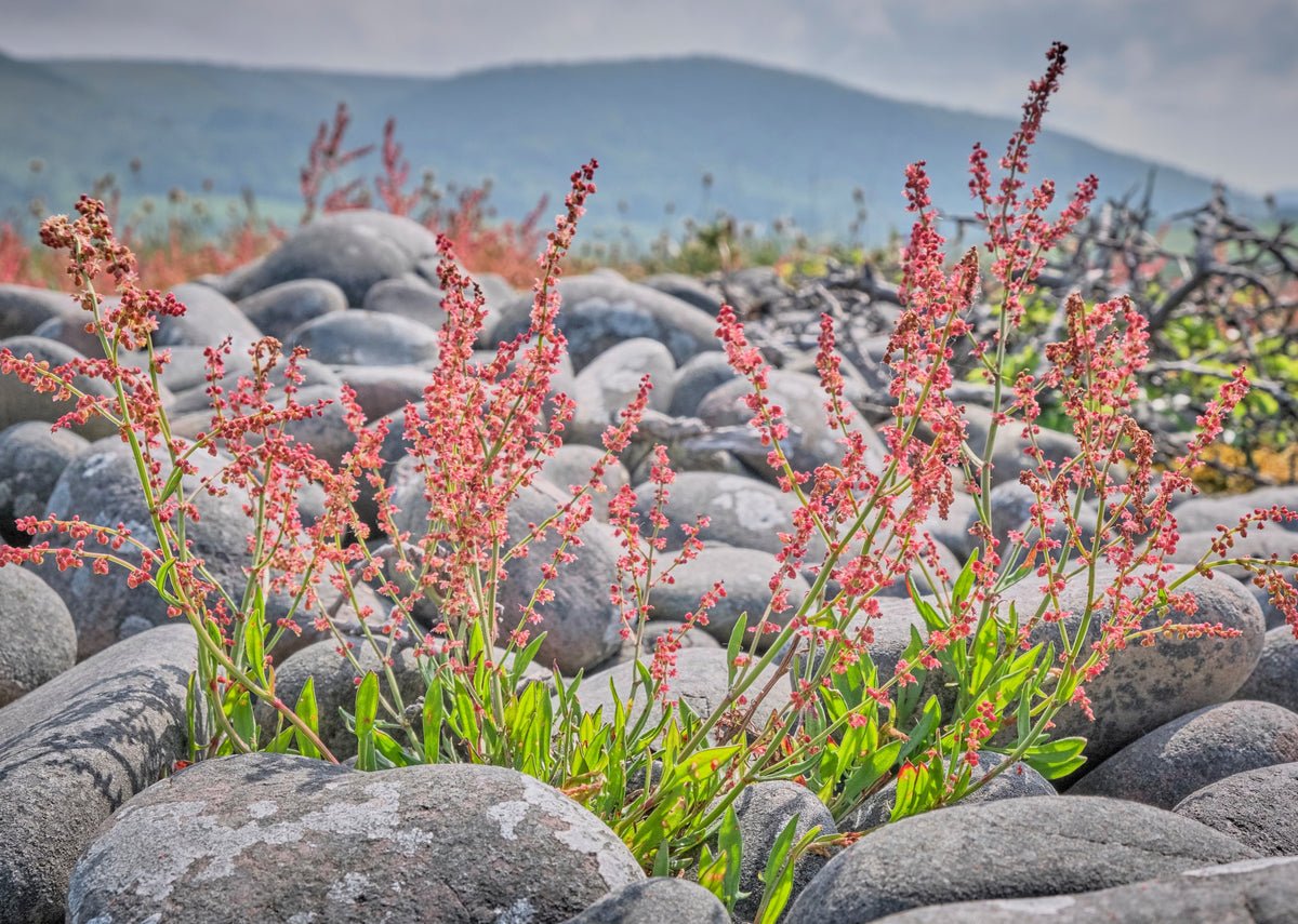 Sheep Sorrel Seeds – Rumex Acetosella Red Field Sorrel Sour Weed Herb Flower – photo 7