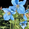 10 BLUE HIMALAYAN POPPY Tibetan Meconopsis Betonicifolia Flower Seeds