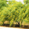 25 JERUSALEM THORN TREE Mexican Palo Verde Parkinsonia Aculeata Yellow & Red Flower Large Shrub Small Tree Legume Seeds