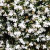 200 WHITE LOBELIA REGATTA Erinus Flower Seeds