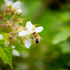 25 TRAILING BLACKBERRY Pacific Rubus Ursinus Vining Shrub Fruit Berry Seeds