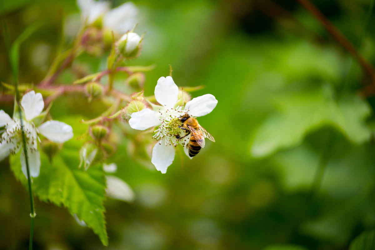 Trailing Blackberry Seeds – Pacific Rubus Ursinus Vining Shrub Fruit Berry – photo 12