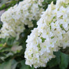40 White OAK LEAF HYDRANGEA Quercifolia Shrub Flower Seeds