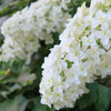 40 White OAK LEAF HYDRANGEA Quercifolia Shrub Flower Seeds