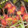 10 CARNIVOROUS SUNDEW PLANT Drosera Flower Seeds