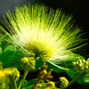 20 WOMAN'S TONGUE TREE White Mimosa Nectar Flower Albizia Lebbeck Legume Seeds
