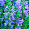 50 Purple False Dragon DRAGONS HEAD Obedient Plant Dracocephalum Flower Seeds