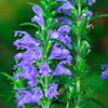 50 Purple False Dragon DRAGONS HEAD Obedient Plant Dracocephalum Flower Seeds