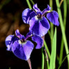 20 ALASKA IRIS Setosa Wild Flag Beachhead Blue Purple White Yellow Native Wetland Flower Seeds