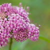 75 RED SWAMP MILKWEED Asclepias Incarnata Flower Seeds