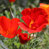 100 RED CALIFORNIA POPPY Eschscholzia Californica Native Flower Seeds