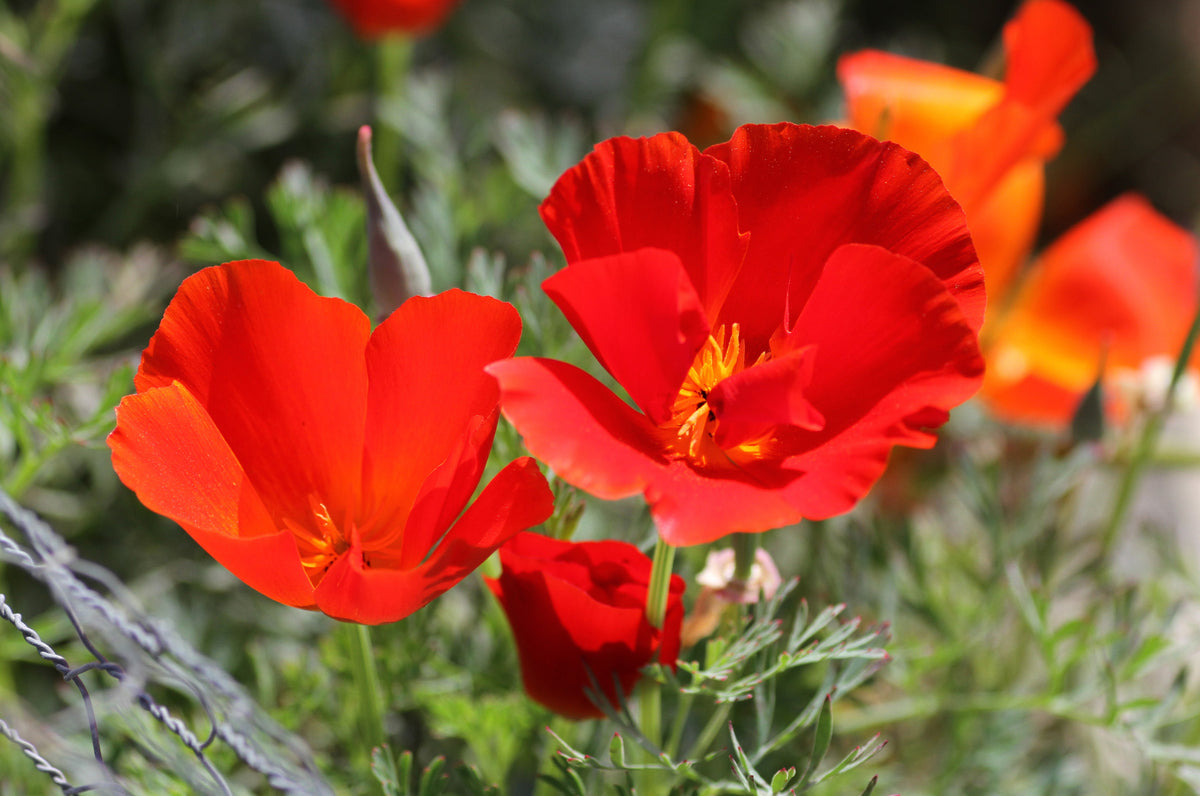 Mixed Colors California Poppy (Ballerina / Mission Bells) Eschscholzia Californica Flower Seeds – photo 18