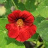 25 Dwarf RED EMPRESS NASTURTIUM Tropaeolum Nanum Hummingbird Flower Seeds
