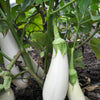 50 CASPER WHITE EGGPLANT Solanum Melongena Fruit / Vegetable Seeds
