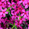 20 PRAIRIE PHLOX Pilosa Mixed Colors Pink Purple White Native Flower Seeds