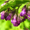 10 TRUE COMFREY Comphrey Symphytum Officinale Herb Seeds Purple Flowers