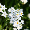 100 Victoria WHITE FORGET Me NOT Myosotis Alpestris Shade or Sun Flower Seeds