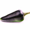 40 Organic PURPLE JALAPENO PEPPER Capsicum Annuum Hot Mexican Chili Vegetable Seeds