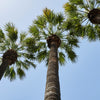 5 COMMON WINDMILL PALM Trachycarpus Fortunei Hardy Chusan Palm Tree Sun Shade Houseplant Seeds