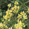 500 BUTTER & EGGS TOADFLAX Linaria Vulgaris Wild Snapdragon Bicolor Yellow Flower Seeds