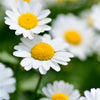 2000 OX EYE DAISY Marguerite Chrysanthemum Leucanthemum White Flower Seeds