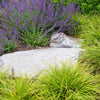 50 PERSIAN CATMINT Mussins Nepeta Racemosa Flower Seeds