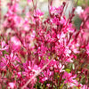 100 Pink GAURA WHIRLING BUTTERFLIES Gaura Biennis Flower Seeds