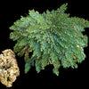 SMALL Live RESURRECTION PLANT Rose of Jericho Dinosaur Fern Miracle Air Houseplant