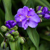 100 Purple OHIO SPIDERWORT (Widows Tears / Bluejacket) Tradescantia Ohiensis Flower Seeds